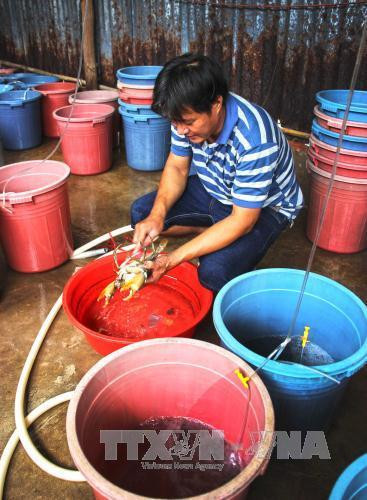 Cà Mau làm giàu từ nghề ương nuôi cua giống ảnh 1 Cà Mau làm giàu từ nghề ương nuôi cua giống ảnh 1