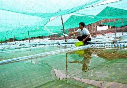 Cà Mau làm giàu từ nghề ương nuôi cua giống ảnh 4 Cà Mau làm giàu từ nghề ương nuôi cua giống ảnh 4