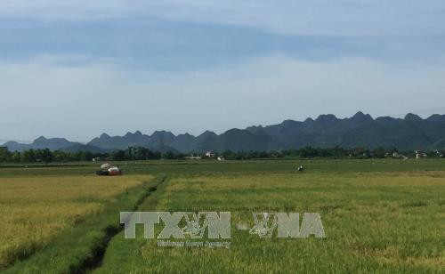 Cánh đồng mẫu lớn tại huyện Nho Quan, tỉnh Ninh Bình. Ảnh: Hải Yến - TTXVN Cánh đồng mẫu lớn tại huyện Nho Quan, tỉnh Ninh Bình. Ảnh: Hải Yến - TTXVN