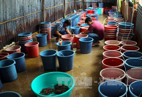 Cà Mau làm giàu từ nghề ương nuôi cua giống ảnh 5 Cà Mau làm giàu từ nghề ương nuôi cua giống ảnh 5