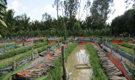 Toàn cảnh khu ruộng tạo bể lót bạt nuôi lươn sinh sản, lươn giống của gia đình anh Nguyễn Minh Đời. Ảnh: danviet.vn Toàn cảnh khu ruộng tạo bể lót bạt nuôi lươn sinh sản, lươn giống của gia đình anh Nguyễn Minh Đời. Ảnh: danviet.vn