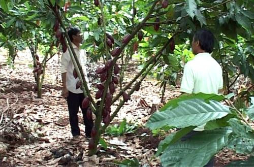 Vườn ca cao trồng xen dưới tán điều. Ảnh: baotintuc.vn Vườn ca cao trồng xen dưới tán điều. Ảnh: baotintuc.vn