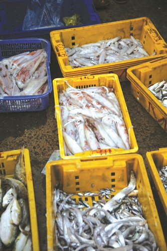 Trong ánh sáng của buổi sớm, những mớ cá tươi rói còn giẫy mình, da cá loang loáng ánh bạc, nhiều nhất vẫn là mực, sò lông, cá nục… Trong ánh sáng của buổi sớm, những mớ cá tươi rói còn giẫy mình, da cá loang loáng ánh bạc, nhiều nhất vẫn là mực, sò lông, cá nục…