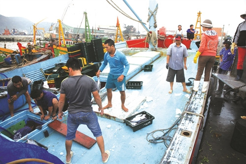 Từ các con tàu, từng sọt cá được đưa lên xe ô tô vận chuyển tới nhiều tỉnh, thành ở khu vực Nam Trung Bộ Từ các con tàu, từng sọt cá được đưa lên xe ô tô vận chuyển tới nhiều tỉnh, thành ở khu vực Nam Trung Bộ