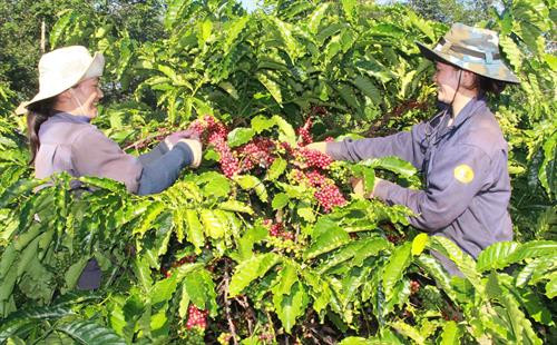 Công nhân công ty cà phê Thắng Lợi phân loại thu hái cà phê. Ảnh: Phạm Cường-TTXVN Công nhân công ty cà phê Thắng Lợi phân loại thu hái cà phê. Ảnh: Phạm Cường-TTXVN