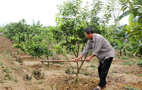 Còn gia đình ông Đinh Bình Ngọc cũng ở xã Nghĩa Hưng, huyện Nghĩa Đàn vay 30 triệu đồng nuôi dê và trồng 150 gốc cam Còn gia đình ông Đinh Bình Ngọc cũng ở xã Nghĩa Hưng, huyện Nghĩa Đàn vay 30 triệu đồng nuôi dê và trồng 150 gốc cam