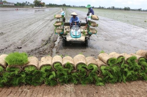 Máy cấy lúa hoạt động ở xã Mỹ Đông , huyện Tháp Mười (Đồng Tháp). Ảnh : Nguyễn Văn Trí/TTXVN Máy cấy lúa hoạt động ở xã Mỹ Đông , huyện Tháp Mười (Đồng Tháp). Ảnh : Nguyễn Văn Trí/TTXVN