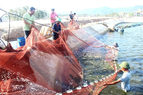 Vốn vay ưu đãi giúp nhiều hộ nghèo trong tỉnh Nghệ An có điều kiện nuôi tôm thẻ chân trắng Vốn vay ưu đãi giúp nhiều hộ nghèo trong tỉnh Nghệ An có điều kiện nuôi tôm thẻ chân trắng