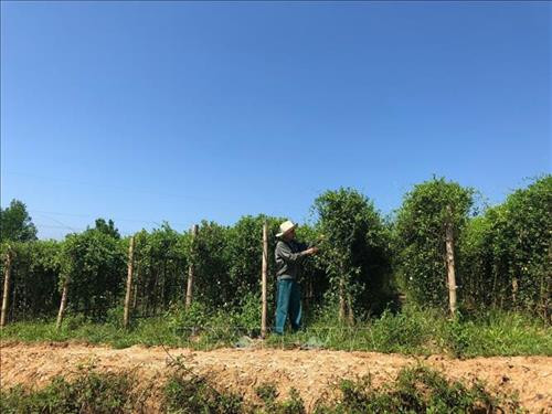 Vùng trồng dược liệu tại xã Bồng Khê, huyện Con Cuông cũng là điểm đến tham quan của du khách. Ảnh: Bích Huệ - TTXVN