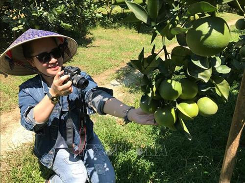 Du khách thích thú khi tham quan và thưởng thức vườn cam tại xã Bồng Khê, huyện Con Cuông. Ảnh: Bích Huệ - TTXVN