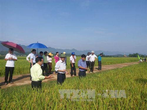 Khảo nghiệm thành công giống lúa lai 3 dòng Arize Tej vàng ở địa bàn miền núitại xã Liên Vũ, huyện Lạc Sơn, tỉnh Hòa Bình Ảnh: Nhan Sinh - TTXVN Khảo nghiệm thành công giống lúa lai 3 dòng Arize Tej vàng ở địa bàn miền núitại xã Liên Vũ, huyện Lạc Sơn, tỉnh Hòa Bình Ảnh: Nhan Sinh - TTXVN