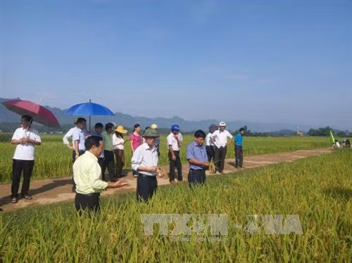 Khảo nghiệm thành công giống lúa lai 3 dòng Arize Tej vàng ở địa bàn miền núitại xã Liên Vũ, huyện Lạc Sơn, tỉnh Hòa Bình Ảnh: Nhan Sinh - TTXVN