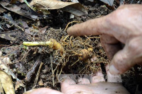 Những củ sâm Ngọc Linh 7 năm tuổi - thành quả của sự kiên trì lao động của ông A Hình. Ảnh: Quang Thái- TTXVN Những củ sâm Ngọc Linh 7 năm tuổi - thành quả của sự kiên trì lao động của ông A Hình. Ảnh: Quang Thái- TTXVN