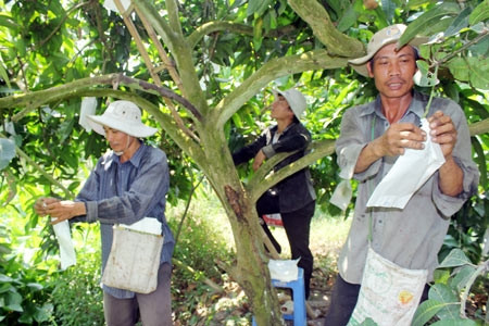“Biệt đội” bao trái xoài rất được lòng tin của nhà vườn “Biệt đội” bao trái xoài rất được lòng tin của nhà vườn