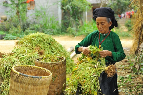 Ít có vật dụng nào gần gũi và gắn bó với người Mông như chiếc quẩy tấu, khi đi nương quẩy tấu đựng dụng cụ lao động từ nhà lên nương, khi về nhà quẩy tấu lại đựng các sản vật từ nương về nhà. Ít có vật dụng nào gần gũi và gắn bó với người Mông như chiếc quẩy tấu, khi đi nương quẩy tấu đựng dụng cụ lao động từ nhà lên nương, khi về nhà quẩy tấu lại đựng các sản vật từ nương về nhà.