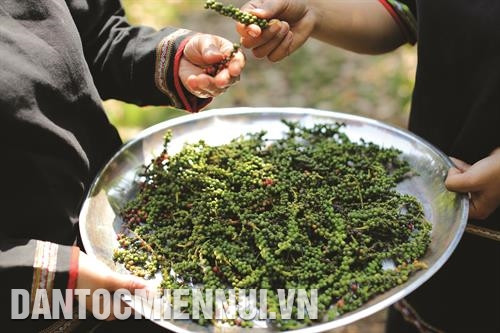 Chất lượng hồ tiêu Cư Kuin ngày càng được nâng cao và có uy tín trên thị trường. Chất lượng hồ tiêu Cư Kuin ngày càng được nâng cao và có uy tín trên thị trường.