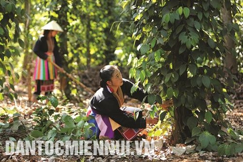 Đồng bào dân tộc Dao ở xã Cư suê, huyện Cư M’Gar chăm sóc cây hồ tiêu, giúp cây hấp thụ dinh dưỡng tốt, góp phần tăng năng suất khi thu hoạch. Đồng bào dân tộc Dao ở xã Cư suê, huyện Cư M’Gar chăm sóc cây hồ tiêu, giúp cây hấp thụ dinh dưỡng tốt, góp phần tăng năng suất khi thu hoạch.