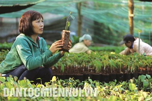 Vườn ươm giống cây hồ tiêu của gia đình chị Chu Thị Quyên ở thôn 4, xã Ea Tu, thành phố Buôn Ma Thuột. Vườn ươm giống cây hồ tiêu của gia đình chị Chu Thị Quyên ở thôn 4, xã Ea Tu, thành phố Buôn Ma Thuột.