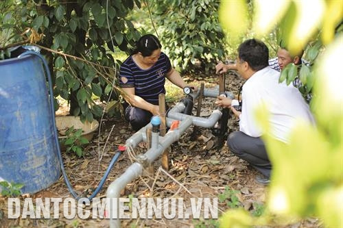 Hệ thống tưới nước tiết kiệm cho cây hồ tiêu trên cơ sở cải tiến từ công nghệ nhỏ giọt Israel của gia đình chị Triệu Thị Phương ở xã Đắk Phơi, huyện Lắk.