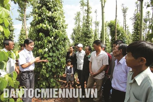 Để thay đổi cách thức canh tác cho nông dân, hướng tới sản xuất hồ tiêu an toàn, ngành nông nghiệp tỉnh Đắk Lắk đã tổ chức nhiều lớp tập huấn, hướng dẫn đồng bào ở xã Ea Kuăng, huyện Krông Pắk trồng và chăm sóc cây hồ tiêu. Để thay đổi cách thức canh tác cho nông dân, hướng tới sản xuất hồ tiêu an toàn, ngành nông nghiệp tỉnh Đắk Lắk đã tổ chức nhiều lớp tập huấn, hướng dẫn đồng bào ở xã Ea Kuăng, huyện Krông Pắk trồng và chăm sóc cây hồ tiêu.