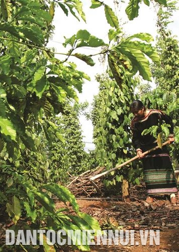 Mô hình trồng xen canh cây hồ tiêu trong vườn cà phê ở xã Đắk Phơi, huyện Lắk. Mô hình trồng xen canh cây hồ tiêu trong vườn cà phê ở xã Đắk Phơi, huyện Lắk.