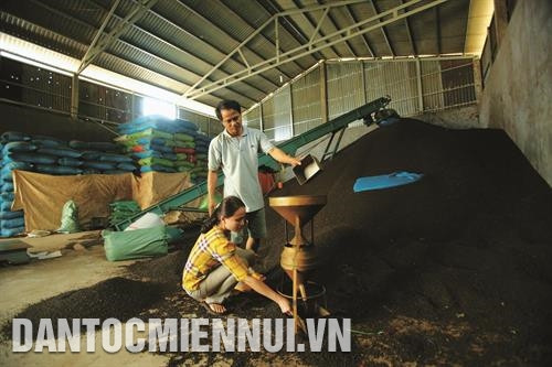 Trước biến động giảm giá hồ tiêu, ngành nông nghiệp tỉnh Đắk Lắk rất cần một cơ chế khuyến khích, tạo điều kiện để doanh nghiệp đầu tư, tổ chức liên kết sản xuất lớn theo quy trình đảm bảo chất lượng và hiệu quả. Trước biến động giảm giá hồ tiêu, ngành nông nghiệp tỉnh Đắk Lắk rất cần một cơ chế khuyến khích, tạo điều kiện để doanh nghiệp đầu tư, tổ chức liên kết sản xuất lớn theo quy trình đảm bảo chất lượng và hiệu quả.