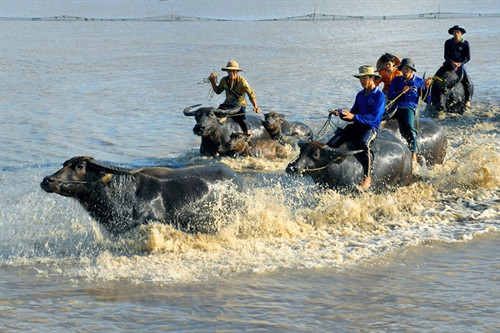 Chùm ảnh ấn tượng về đồng bằng sông Cửu Long ảnh 3 Chùm ảnh ấn tượng về đồng bằng sông Cửu Long ảnh 3