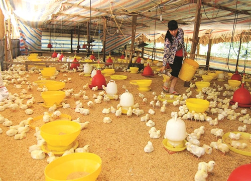 Gà giống cần được mua ở những cơ sở uy tín để đảm bảo khỏe mạnh, không có nguồn bệnh Gà giống cần được mua ở những cơ sở uy tín để đảm bảo khỏe mạnh, không có nguồn bệnh