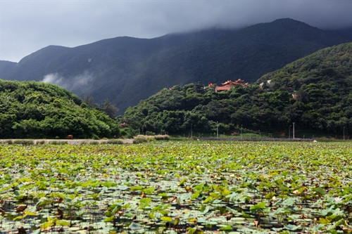 Hồ sen An Hải là hồ cung cấp nước ngọt lớn thứ 2 ở Côn Đảo.