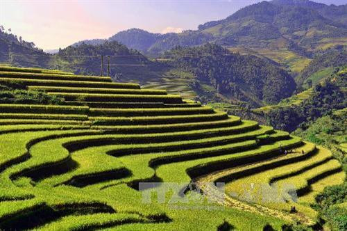 Mùa lúa chín trên những thửa ruộng bậc thang huyện Mù Cang Chải. Ảnh: Thanh Hà - TTXVN Mùa lúa chín trên những thửa ruộng bậc thang huyện Mù Cang Chải. Ảnh: Thanh Hà - TTXVN