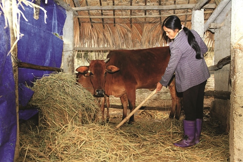 Rơm rạ được sử dụng làm thức ăn cho gia súc