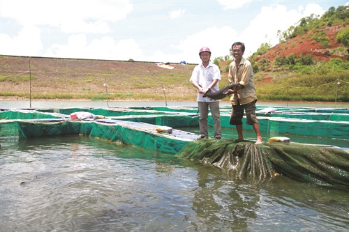 Khi cá tầm đạt trọng lượng từ 1,8 kg/con trở lên thì tiến hành thu tỉa