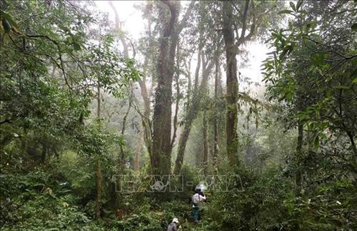 Vẻ đẹp hùng vĩ của rừng Tả Liên Sơn ảnh 4 Vẻ đẹp hùng vĩ của rừng Tả Liên Sơn ảnh 4