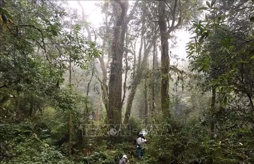 Vẻ đẹp hùng vĩ của rừng Tả Liên Sơn ảnh 4