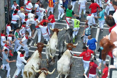 Những màn rượt đuổi thót tim tại lễ hội chạy với bò tót ở Pamplona, Tây Ban Nha ngày 12/7. Ảnh: AFP/TTXVN Những màn rượt đuổi thót tim tại lễ hội chạy với bò tót ở Pamplona, Tây Ban Nha ngày 12/7. Ảnh: AFP/TTXVN
