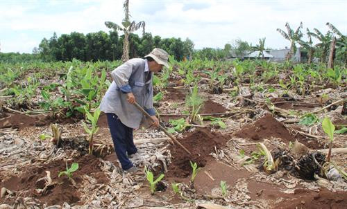 Nông dân xã Thanh Bình trồng mới chuối già hương cấy mô Ảnh: Lê Xuân-TTXVN Nông dân xã Thanh Bình trồng mới chuối già hương cấy mô Ảnh: Lê Xuân-TTXVN