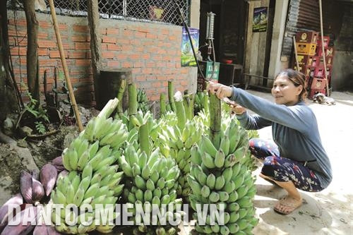 Chuối mốc ở huyện Đông Giang quả to, buồng đẹp, vị ngọt, được nhiều người ưa thích. Ảnh: Nam Sương