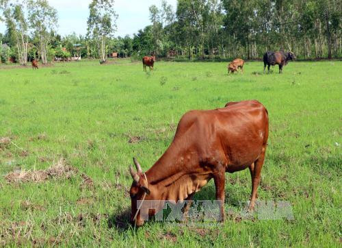 Chướng hơi dạ cỏ là bệnh thường gặp ở gia súc có dạ dày kép như bò, trâu, dê. Ảnh: Trung Hiếu - TTXVN Chướng hơi dạ cỏ là bệnh thường gặp ở gia súc có dạ dày kép như bò, trâu, dê. Ảnh: Trung Hiếu - TTXVN