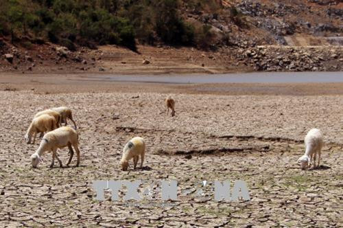 Trong điều kiện thời tiết nắng nóng, khô hạn, đàn cừu được di chuyển xuống lòng hồ Phước Trung, huyện Bác Ái, tỉnh Ninh Thuận để có thêm thức ăn, nước uống. Ảnh: Công Thử - TTXVN Trong điều kiện thời tiết nắng nóng, khô hạn, đàn cừu được di chuyển xuống lòng hồ Phước Trung, huyện Bác Ái, tỉnh Ninh Thuận để có thêm thức ăn, nước uống. Ảnh: Công Thử - TTXVN