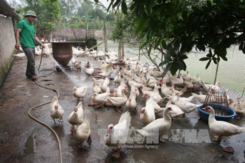 Nhiều hộ gia đình ở Hà Nam được vay vốn ưu đãi đầu tư sản xuất. Ảnh: Trần Việt - TTXVN Nhiều hộ gia đình ở Hà Nam được vay vốn ưu đãi đầu tư sản xuất. Ảnh: Trần Việt - TTXVN