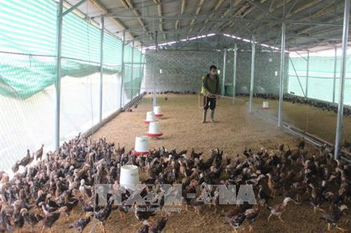 Anh Trịnh Văn Long, thôn Bèo 2, xã Vĩnh Long (huyện Vĩnh Lộc) phun thuốc tiêu độc, vệ sinh phòng bệnh cho đàn gà. Ảnh: Nguyễn Nam - TTXVN Anh Trịnh Văn Long, thôn Bèo 2, xã Vĩnh Long (huyện Vĩnh Lộc) phun thuốc tiêu độc, vệ sinh phòng bệnh cho đàn gà. Ảnh: Nguyễn Nam - TTXVN