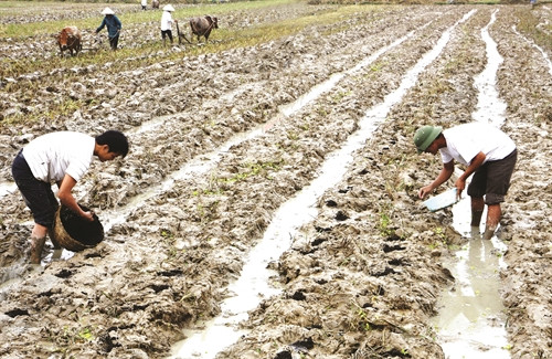 Lượng giống cần gieo cho 1 sào (360 m2) từ 0,7 - 1 kg