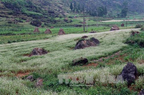 Đắm mình cùng sắc hoa tam giác mạch Hà Giang ảnh 5 Đắm mình cùng sắc hoa tam giác mạch Hà Giang ảnh 5