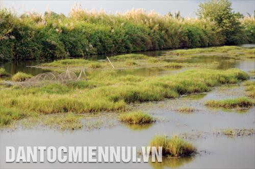 Những cánh đồng trồng năn tượng, cỏ nước mặn, cỏ gạo... trên đất nuôi tôm ở ấp Xẻo Nhàu A (Tân Thạnh, An Minh, Kiên Giang)