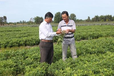 Hội Nông dân xã Thạnh Mỹ mạnh dạn chuyển đổi cơ cấu cây trồng đạt hiệu quả cao. Ảnh: Tư liệu