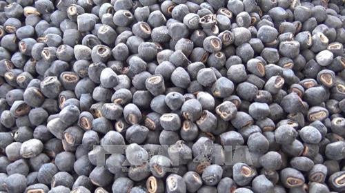 Hạt chuối cô đơn sau khi sơ chế. Ảnh: Nguyễn Thành - TTXVN Hạt chuối cô đơn sau khi sơ chế. Ảnh: Nguyễn Thành - TTXVN