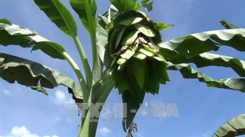 Chuối cô đơn có màu xanh cốm, hoa dài nở như hoa sen. Ảnh: Nguyễn Thành - TTXVN Chuối cô đơn có màu xanh cốm, hoa dài nở như hoa sen. Ảnh: Nguyễn Thành - TTXVN