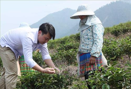 Cán bộ xã hướng dẫn người dân bản Khau Giềng, xã Hố Mít huyện Tân Uyên cách thu hoạch chè tạo tán cho năng suất cao, đây cũng là những lứa chè đầu tiên cho thu hoạch giúp người dân có thu nhập ổn định vươn lên thoát nghèo. Ảnh: Quý Trung – TTXVN Cán bộ xã hướng dẫn người dân bản Khau Giềng, xã Hố Mít huyện Tân Uyên cách thu hoạch chè tạo tán cho năng suất cao, đây cũng là những lứa chè đầu tiên cho thu hoạch giúp người dân có thu nhập ổn định vươn lên thoát nghèo. Ảnh: Quý Trung – TTXVN