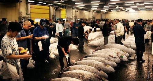 Cá là món ăn không thể thiếu trong ngày vì đây là loại thực phẩm ít chất béo, giàu omega-3 giúp tăng trí nhớ, đồng thời protein trong cá có lợi cho sức khỏe, tốt cho hệ tiêu hóa và tim mạch. Vì thế ở Nhật, các chợ cá luôn đông khách, họ tiêu thụ khoảng 80% lượng cá ngừ vây xanh đánh bắt trên toàn thế giới. Cá là món ăn không thể thiếu trong ngày vì đây là loại thực phẩm ít chất béo, giàu omega-3 giúp tăng trí nhớ, đồng thời protein trong cá có lợi cho sức khỏe, tốt cho hệ tiêu hóa và tim mạch. Vì thế ở Nhật, các chợ cá luôn đông khách, họ tiêu thụ khoảng 80% lượng cá ngừ vây xanh đánh bắt trên toàn thế giới.