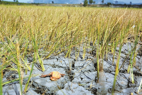 Cánh đồng lúa tại xã Ia Ka, huyện Chư Păh (Gia Lai) bị chết khô vì thiếu nước. Cánh đồng lúa tại xã Ia Ka, huyện Chư Păh (Gia Lai) bị chết khô vì thiếu nước.